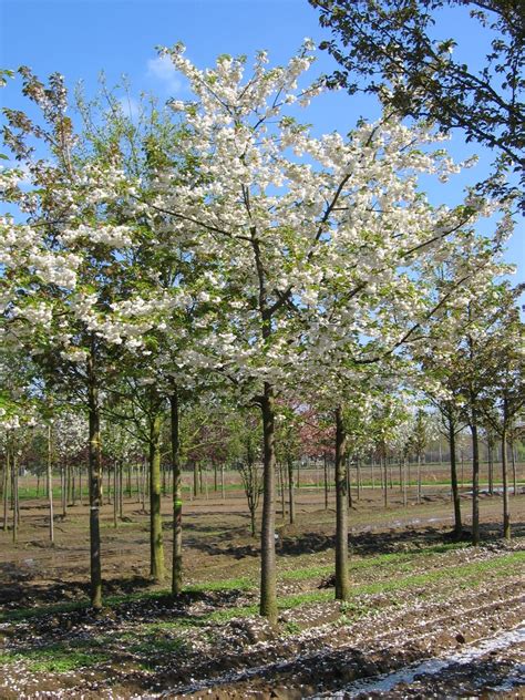 Prunus serrulata 'Shirotae' | Prunus serrulata 'Shirotae' - Van den ...