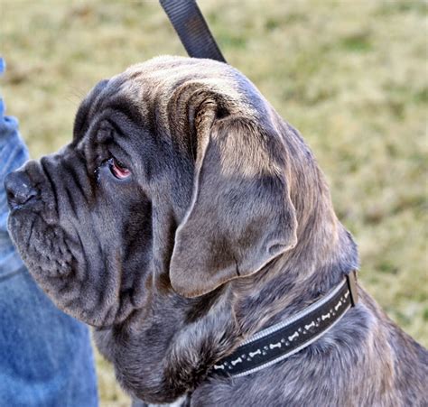 Rules of the Jungle: Neapolitan mastiff puppies