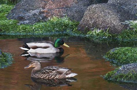 Mallards Swim In A Tide Pool At Ecola State Park; Cannon