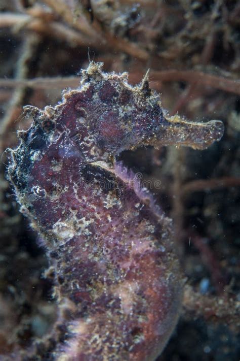 Seahorse Camouflage stock photo. Image of change, diving - 68132588