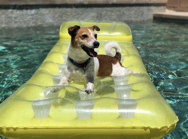 15 Dogs Living Their Most Peaceful Lives on Pool Floaties | Cuteness