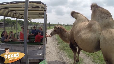 Texas Chronicles: A Wild Adventure Awaits at Bayou Wildlife Zoo - YouTube