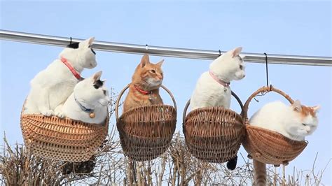 Nice Cats in Baskets - YouTube