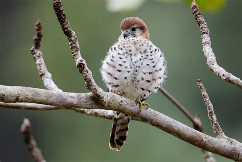 Most Spectacular Raptor Recovery Program in the World by Mark Williams ...