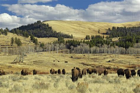 American Buffalo / Bison (Bison bison) grazing in open plains ...