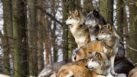 Wolf Pack Wallpaper - WallpaperSafari