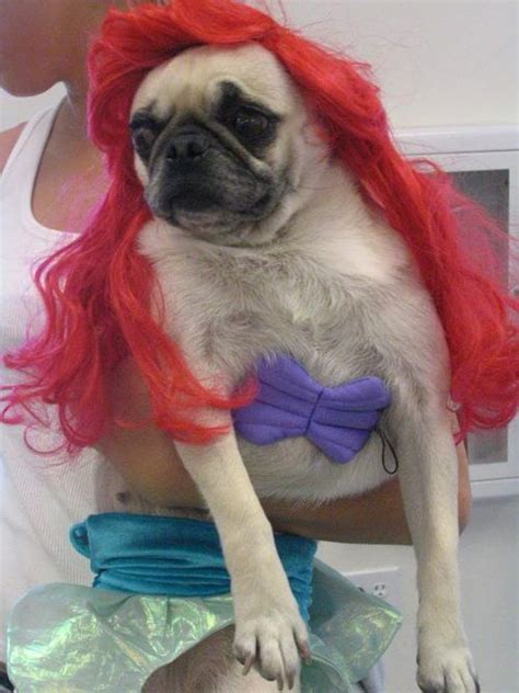 The 16 Most Shameful Pug Halloween Costumes | Pug halloween costumes ...