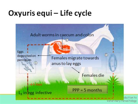 Non-Bursate Nematodes Flashcards | Quizlet