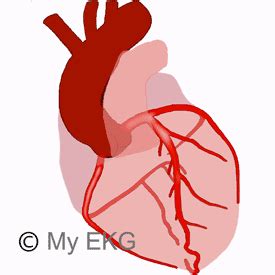 Arterias Coronarias, Anatomía