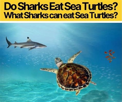 Do Sharks Eat Sea Turtles – What Sharks Eat Sea Turtles?