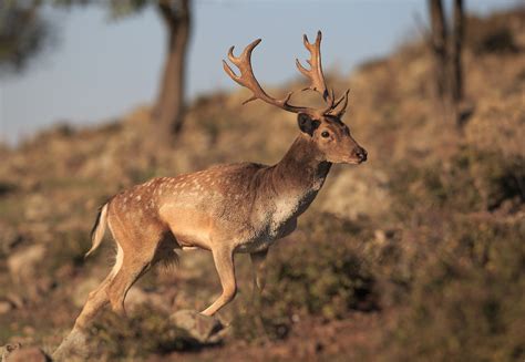 New fallow deer releases in Rhodope Mountains advance natural process ...