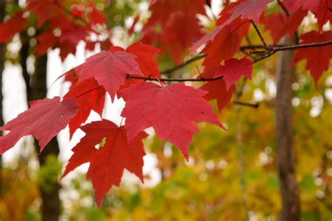 Cancer-Preventing Compounds in the Red Maple Leaves (Acer rubrum) – Maple