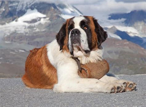 10 Most Beautiful Dog Breeds in The World - Best Way