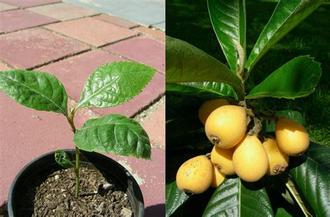 Loquat Tree Guide: How to Grow & Care for Loquat Trees