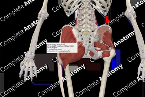 Articular Capsule of Zygapophyseal Joint (Lumbar Part; Right ...