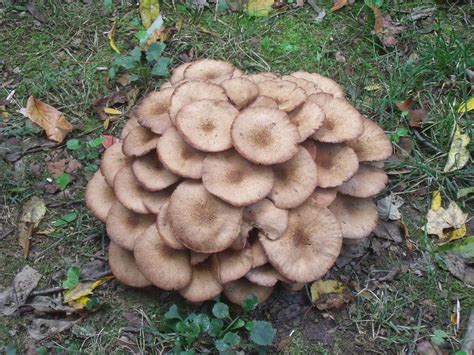 Wild Mushroom Identification Charts | Mushrooms growing wild in south ...