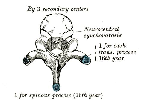 Neurocentral Synchondrosis