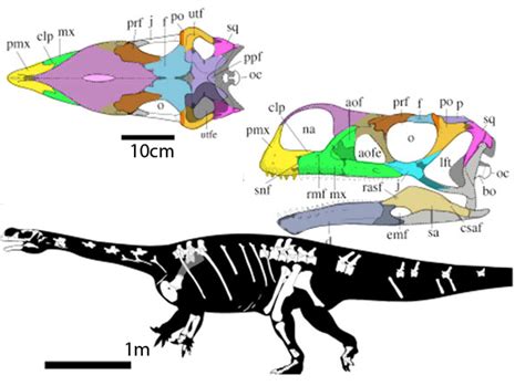 Saturnalia, Plateosaurus and Aardonyx