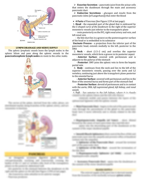 SOLUTION: Anatomy of the Spleen and Pancreas - Studypool