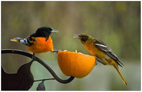 Oriole Pair | A male and female Baltimore Oriole fighting fo… | Flickr