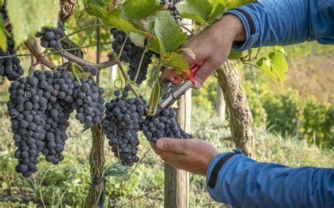 Ever wonder what the stages of harvest include? - Bell Wine Cellars ...