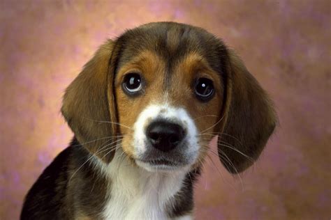 Beagle - Dogs breeds