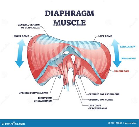 Diaphragm Muscle Structure With Transparent Ribcage Bones Outline ...