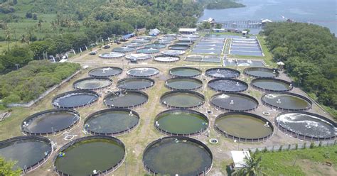 The Circular Economy: Mengapa petambak udang Indonesia mengubah bentuk ...