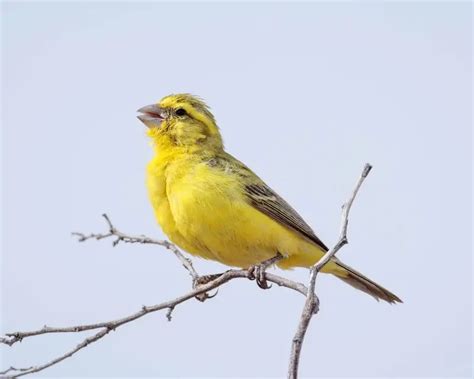 Yellow canary - Facts, Diet, Habitat & Pictures on Animalia.bio