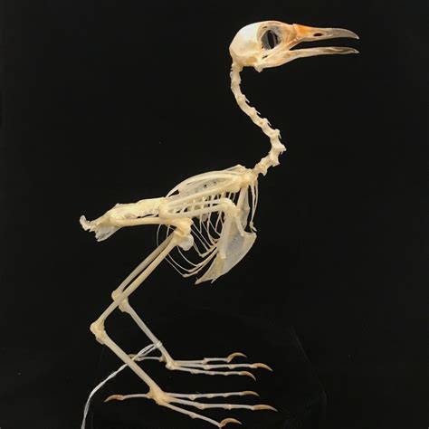 Bird Skeleton Diagram | Quizlet