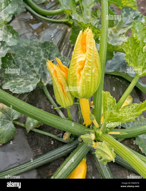 Zucchini 'Cucurbita pepo' plant, set fruit, female & male flowers on ...