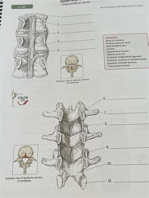 Intervertebral Joints Diagram | Quizlet