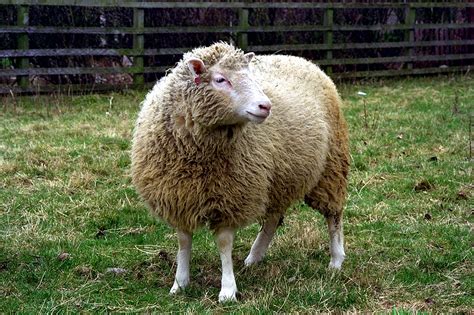 20 Years After Dolly the Sheep, What Have We Learned About Cloning?