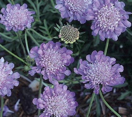 Scabiosa Butterfly Blue - The Site Gardener