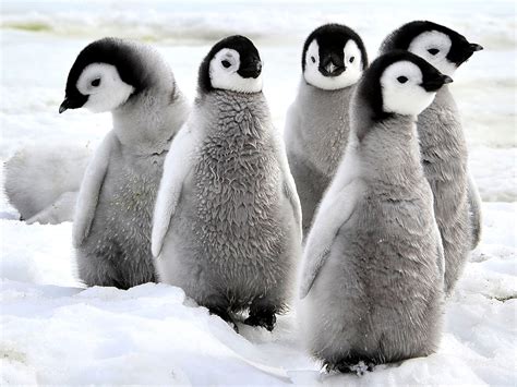 Emperor Penguin Chick Hatching