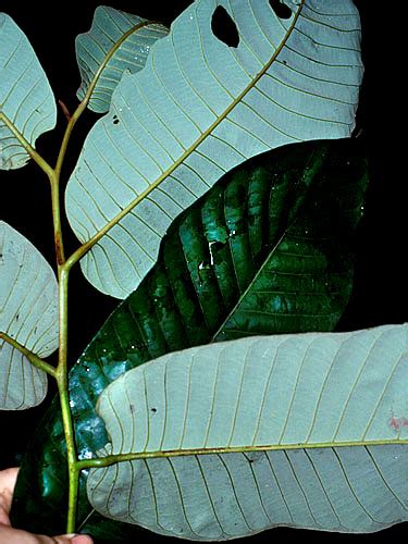 Virola calophylla | Live Plant Photos | The Field Museum