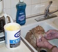 Bathing A Persian Cat - CACAO CATTERY