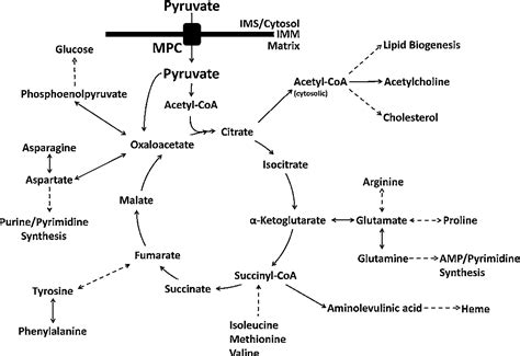 Pyruvate Metabolism Pathway | Semantic Scholar