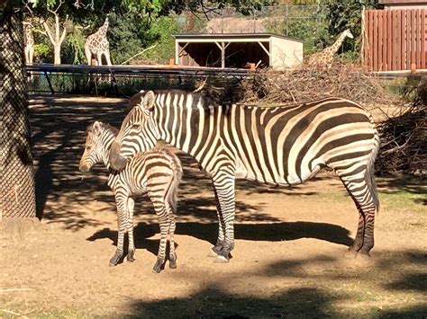 Como Welcomes Baby Zebra! - Como Zoo Conservatory