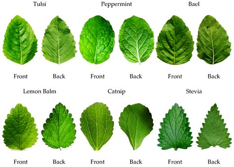 Medicinal Plants Class 3 - Medicinal Plant