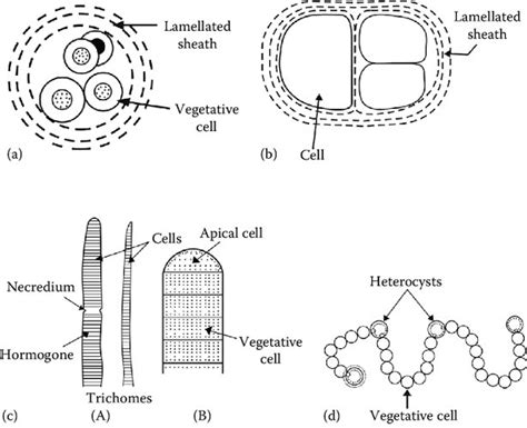 Morphology Structure