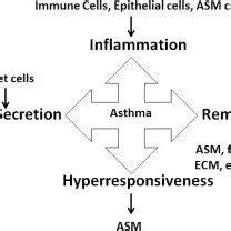 Cell types in asthma pathogenesis. Allergic inflammation, remodeling ...