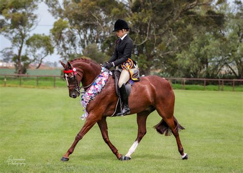 Riding Pony of the Year by Showcation Photography