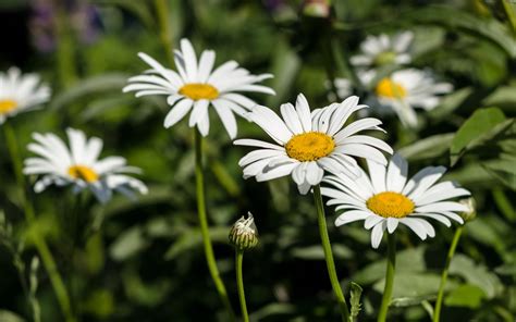 Free photo: White Daisy Flower - Blooming, Garden, Season - Free ...