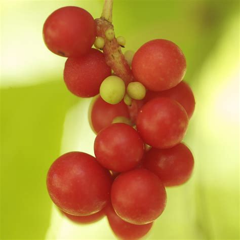 Schisandra Berries Liquid Extract - Avena Botanicals