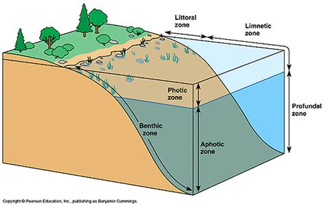 ESS Topic 2.4: Biomes, Zonation and Succession - AMAZING WORLD OF ...