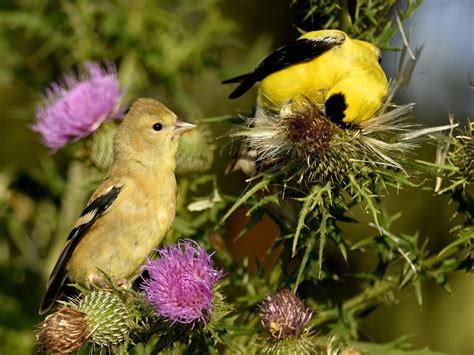 American Goldfinch - NestWatch