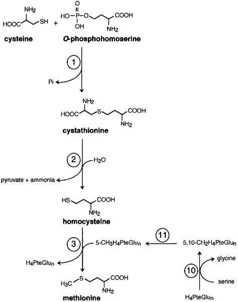 Methionine biosynthesis and structure of enzyme inhibitors. Enzymes: 1 ...