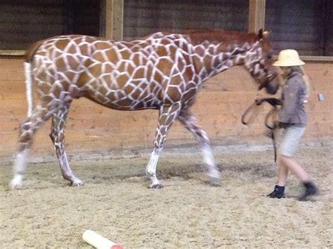 Horse as a giraffe "costume" | Horse costumes, Giraffe costume, Horse ...