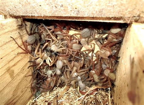 A huge Huntsman spider nest : r/australianwildlife